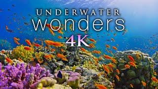 11 ЧАСОВ подводных чудес в формате 4K + расслабляющая музыка - коралловые рифы и красочная морская