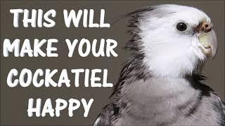 This will make your cocatiel happy | Cockatiel Singing, Cockatiel Sounds