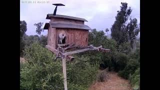 #OwletFinley Takes Off.  Owl Box OSC - 6/11/23 - 5:30 am