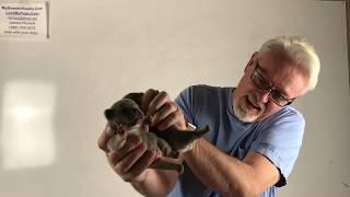 Q&A Pregnant Dog Feeding Regime, Breeding During Prolapse, Brindle-Merle-Cream Fawn Combinations