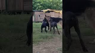 Cane Corso Dog Kennel ️ || Pluto Farm in Haryana  #shorts #dog #plutofarm #yt #new