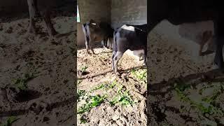 Manu dery farm #song #music #viralvideo #farmanimals #viralvideo