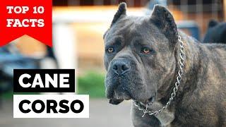 Cane Corso - Top 10 Facts