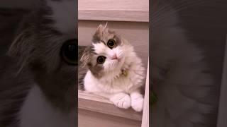 The funniest cat and dog viral shorts  petfun 2024 #cat #dog #funny #short