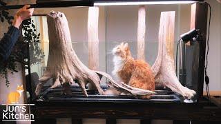 Making a fish tank with driftwood collected from a dam