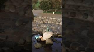 Merman taking a Nap at The Little Mermaid Statue  #mermaid #merman