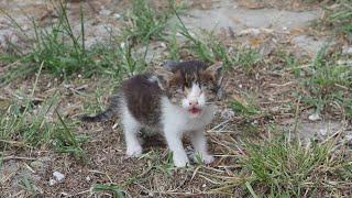 Blind And Sick Kitten Was Crying For Help  See Her Now