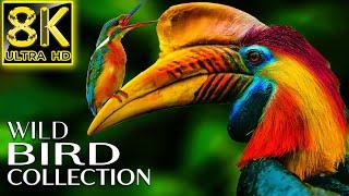 Wild Birds Collection in the World 8K VIDEO ULTRA HD HDR 60FPS  Bird Sounds With Relax Music