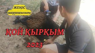 Қой қырқым - 2023 жыл. Жеңіс шаруашылығы.