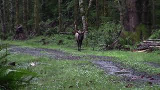 Monster 8x7 Cascade Roosevelt Bull Elk Western Washington