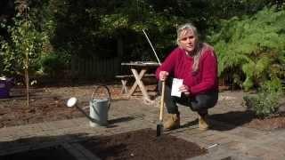 Sowing hardy annuals