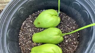 How to Plant Chayote