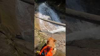 A river tracing travel with jilian. He really enjoyed the moment staying with us.  #pets #corgi