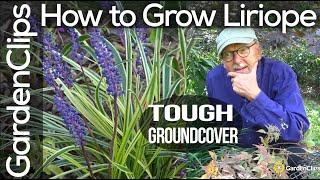 How to Grow Liriope Muscari - Lily Turf  - Monkey Grass -  A tough ground cover for difficult spots