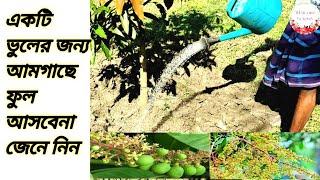 ফলন্ত আম গাছে কখন সেচ  দিবেন এবং সেচ দিলে কি হবে?#mango irrigation.