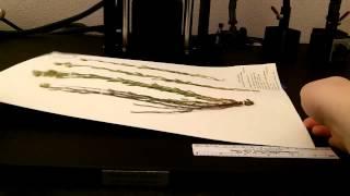 Imaging Herbarium Sheets