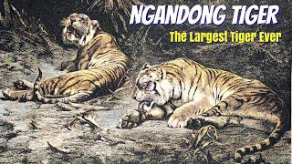 Ngandong Tiger (Panthera tigris soloensis)