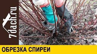 Обрезка спирей - 7 дач