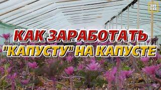 Бизнес на зелени: что выгодно выращивать в теплице