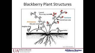 #1 Basics of Blackberry Production, Amanda McWhirt. Arkansas Blackberry School