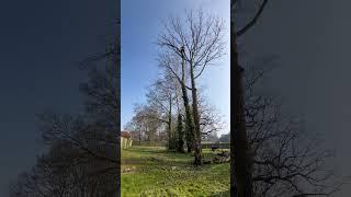 Rigging out the top of this dead Oak tree #arborist #climbing #rigging #treeremoval #sway #chainsaw