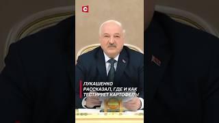 Лукашенко рассказал, где и как тестирует картофель! #shorts #лукашенко #новости #политика #беларусь