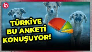 Türkiye ‘Sokak Hayvanları’ için ne düşünüyor? Ekrem Açıkel anket sonuçlarını anlattı!