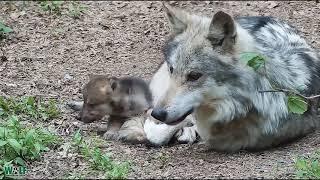 Wolf Dad Grows Grumpy Around Relentless and Adorable Pups