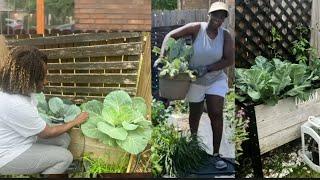 Getting ready for the summer heat in Texas | Diy garden project and cleanup 2024