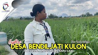 EXPLORE DESA BENDILJATI KULON - TULUNGAGUNG MENING