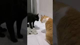 Gangguin Kucingmu Pakai Video Ini - Suara Kucing Berantem