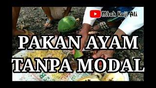 Cara buat pakan ayam murah dari limbah pepaya / mbah kaji ali