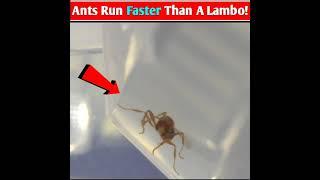 How Ants Run Faster Than Lamborghini | Jay Nepal | #shorts