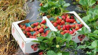 How I Grow Sweet/Juicy Strawberries 