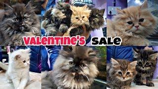 Persian Cats| Pure Punch Face And doll face Kittens | Valentine Special Sale | Gift ur Luv 1s..