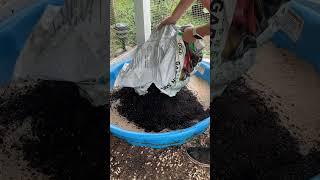 Dust Bath For Chickens