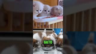 #TEAMGATO Vs #TEAMCACHORRO