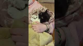 Pepper at the spa #cats #catvideos #funny #shorts #pets #cute #nails #spa #catlife #seniorcat