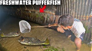 NETTING FRESHWATER PUFFER FISH IN HIDDEN TUNNEL!