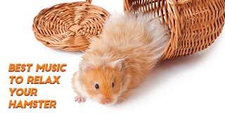 Relaxing music for hamsters | Instrumental Music pets