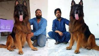 New World Record Biggest German Shepherd In Pakistan Black Shepherd Puppy @HSNEntertainment