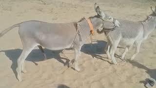 Donkey Setting With Donkey Female