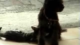 A Dog gives the sucking to a cat