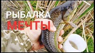 Дикие караси не дают покоя#fishing