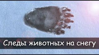   Следы диких животных на снегу.