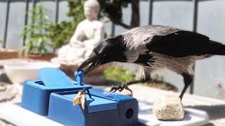 Wild crow and his favourite food game