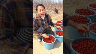 Dry & Fresh Jujube fruits | Amazing fruits Harvest from Farm by Rural Farmers #shorts #fruit