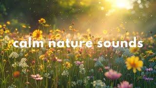 Summer Garden Ambience  | Relaxing Cricket Sounds for Relaxation & Sleep