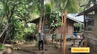 Paano Mag harvest ng niyog sa kabukiran buhay probinsya Choyskie Tv