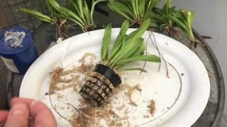 DRACULA ORCHID CARE SERIES: REPOTTING AND HANGING DRACULA ORCHID DIVISIONS PT 3/3